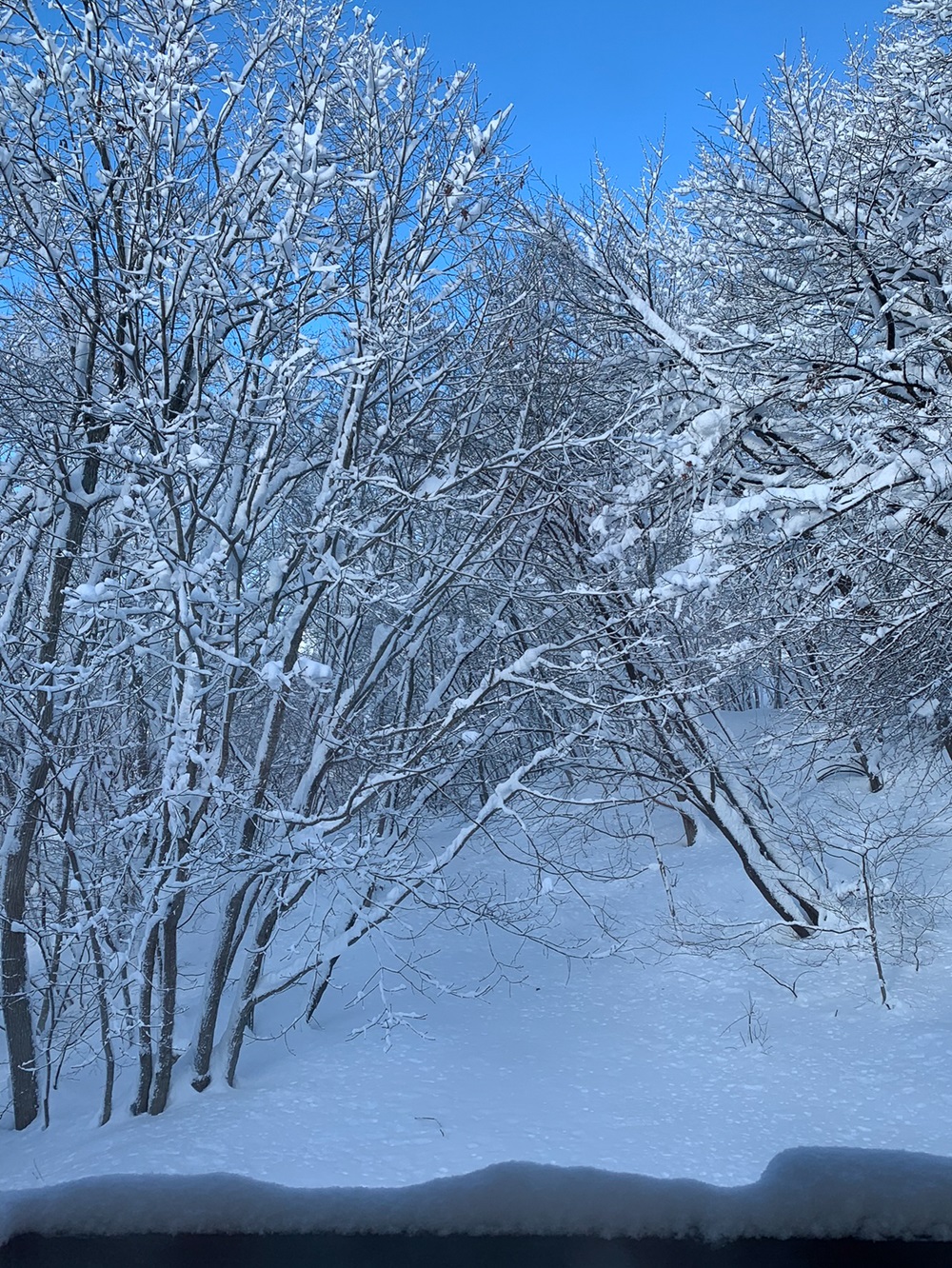 冬の木立
