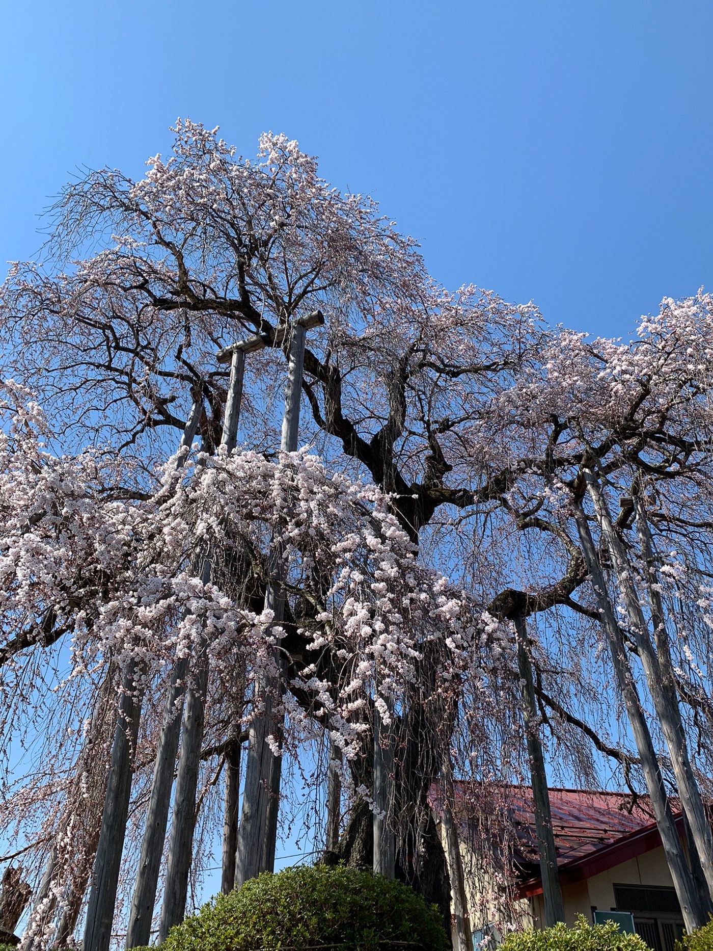 権現堂のしだれ桜
