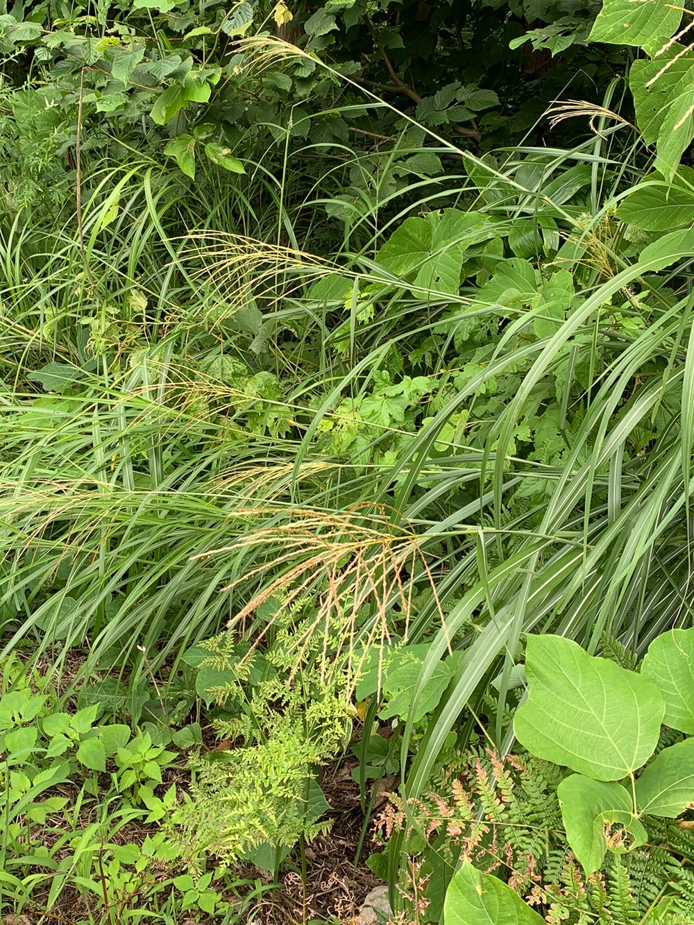 夏草